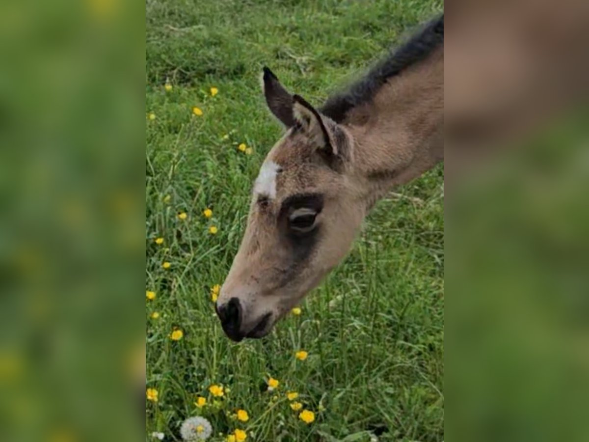 American Quarter Horse Merrie  154 cm Buckskin in Halfing