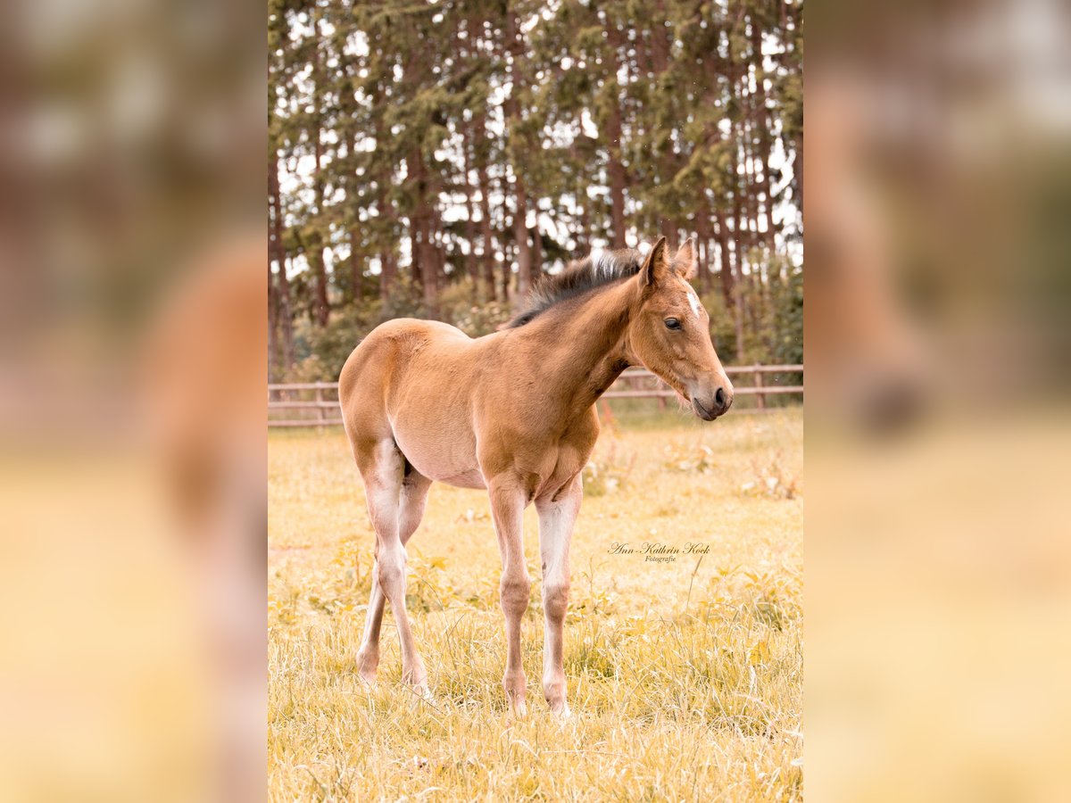 American Quarter Horse Merrie Veulen (04/2025) 155 cm Bruin in Lahn American Quarter Horse Merrie Veulen (04/2025) 155 cm Bruin in Lahn