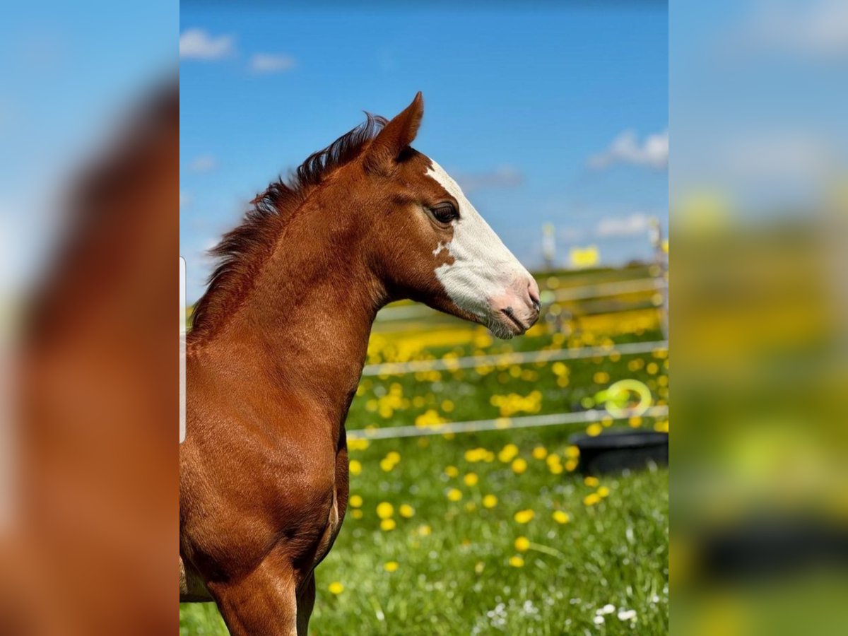 American Quarter Horse Merrie Veulen (03/2025) 155 cm Vos in St&#xF6;ttwang