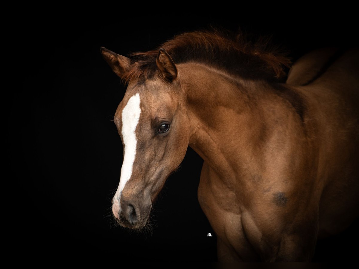 American Quarter Horse Merrie veulen (04/2024) 160 cm Red Dun in Kehl