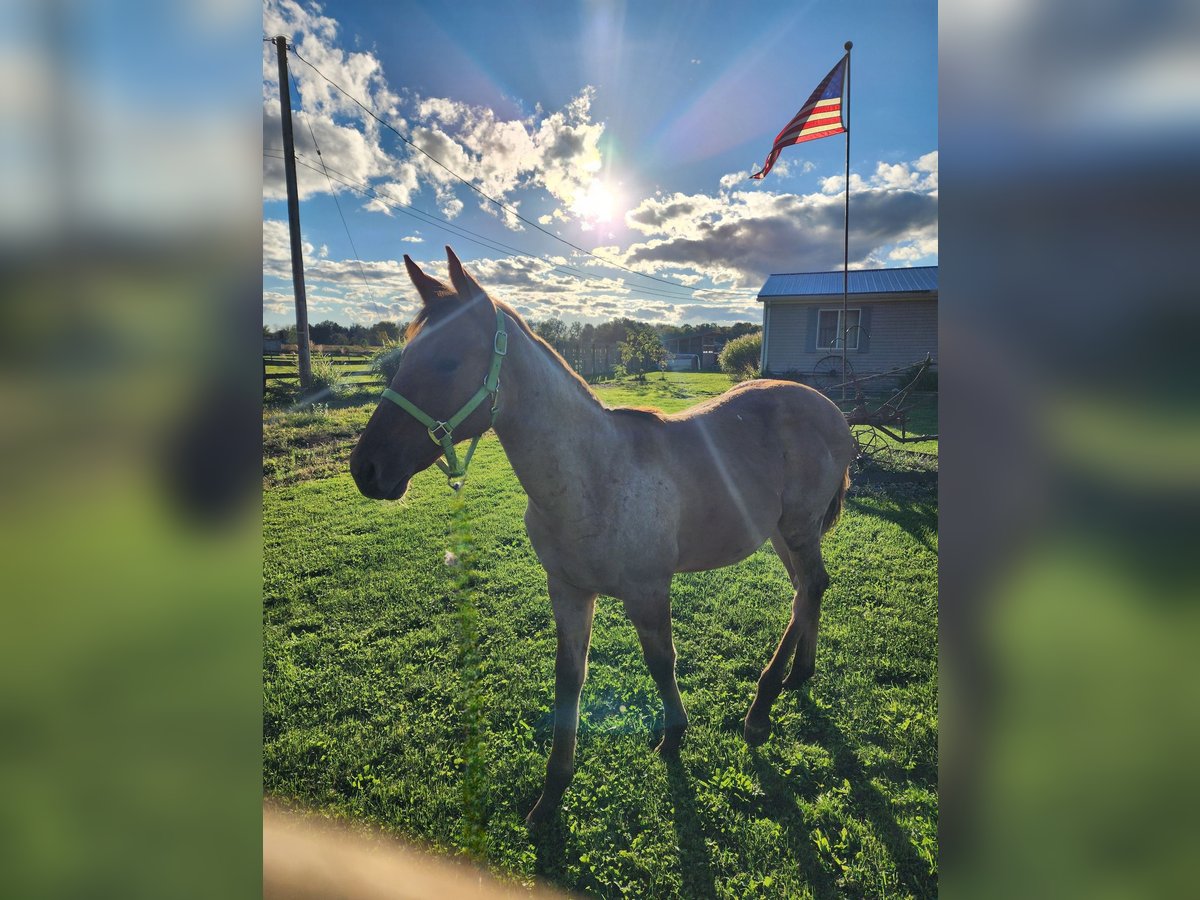 American Quarter Horse Merrie Veulen (04/2025) 163 cm Falbe in Bristolville