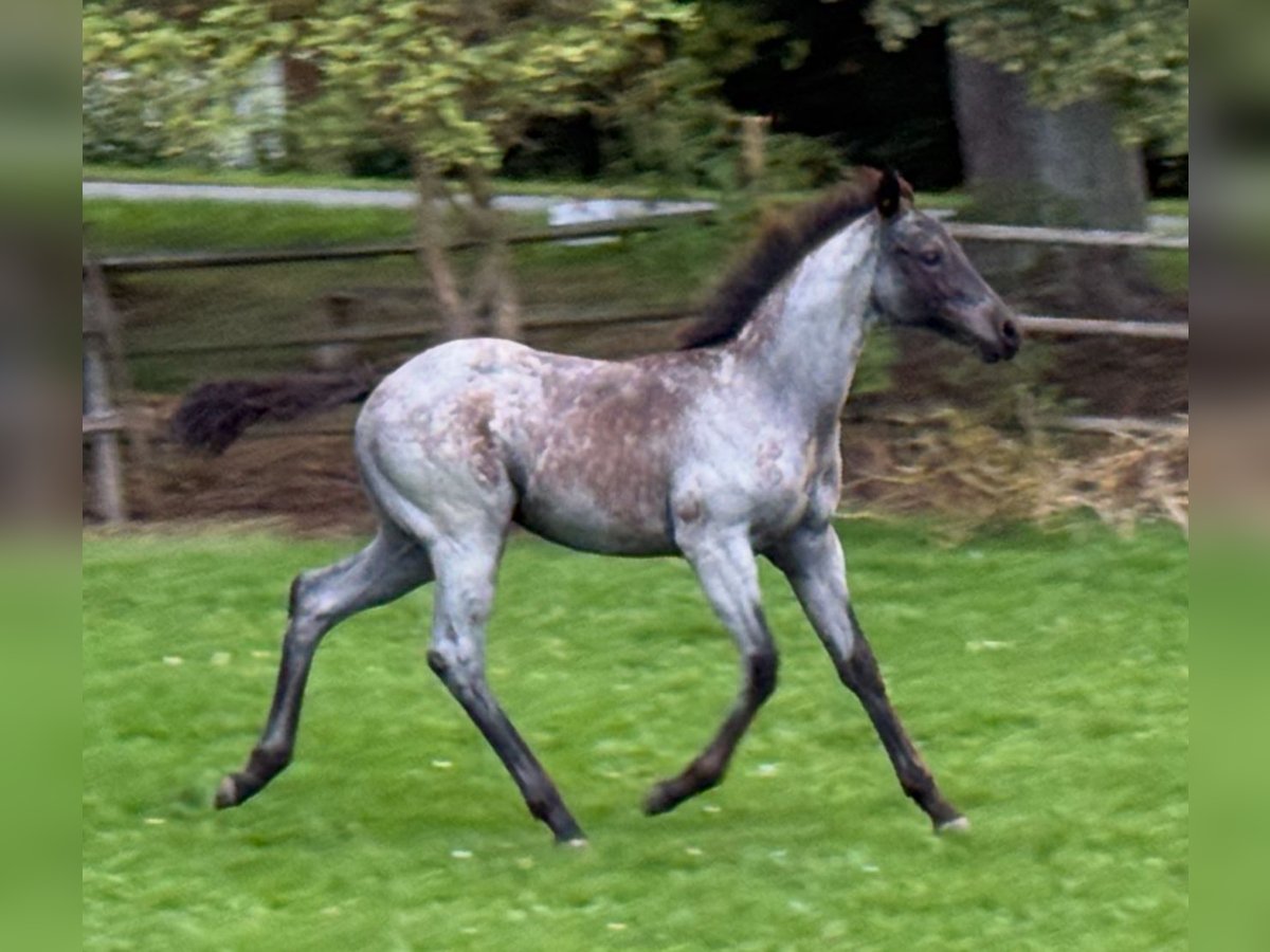 American Quarter Horse Merrie Veulen (04/2025) Blauwschimmel in Hirschau