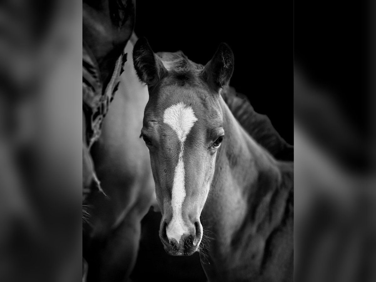 American Quarter Horse Merrie Veulen (05/2025) Bruin in Rheinfelden