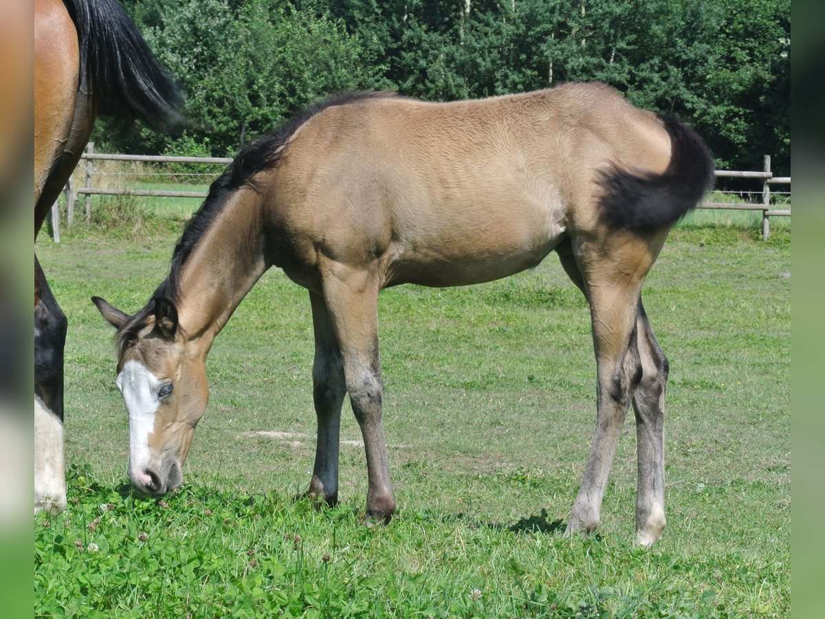 American Quarter Horse Merrie veulen (04/2024) Buckskin in Dortmund