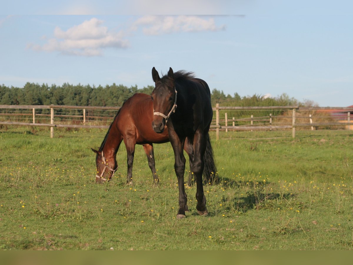 American Quarter Horse Merrie veulen (04/2024) Donkerbruin in Kemnath