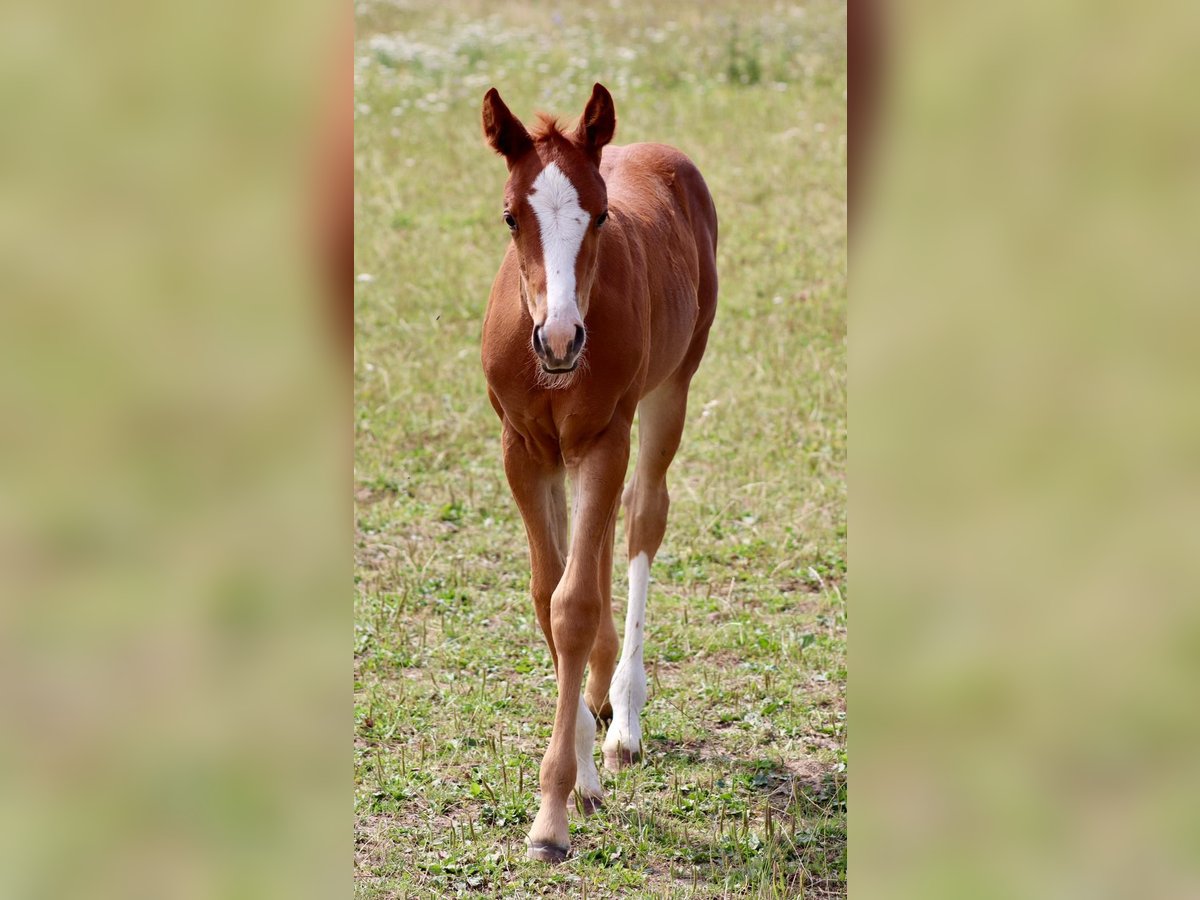 American Quarter Horse Merrie Veulen (06/2025) Donkere-vos in Wadersloh