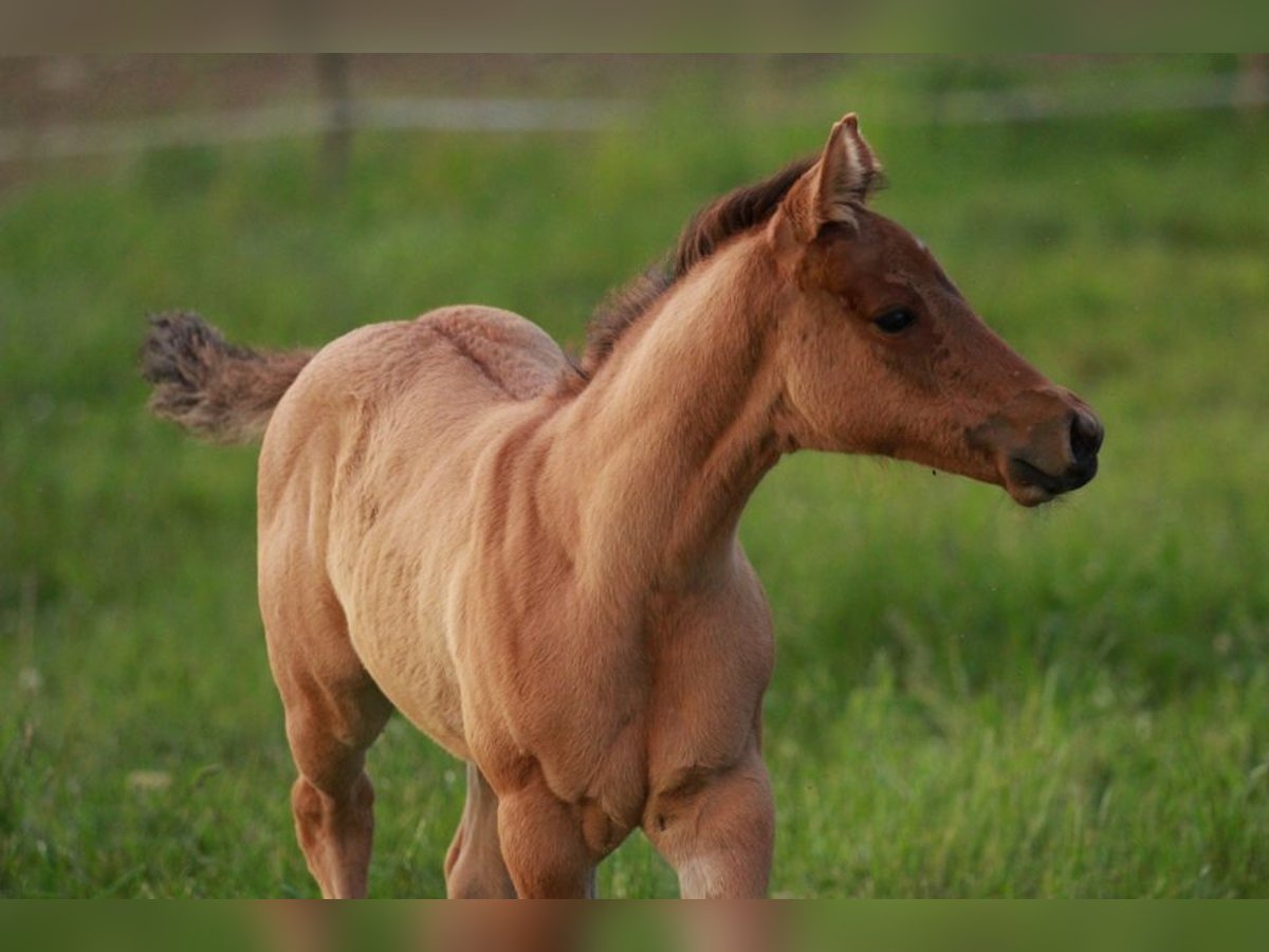 American Quarter Horse Merrie veulen (04/2024) in Waldshut-Tiengen
