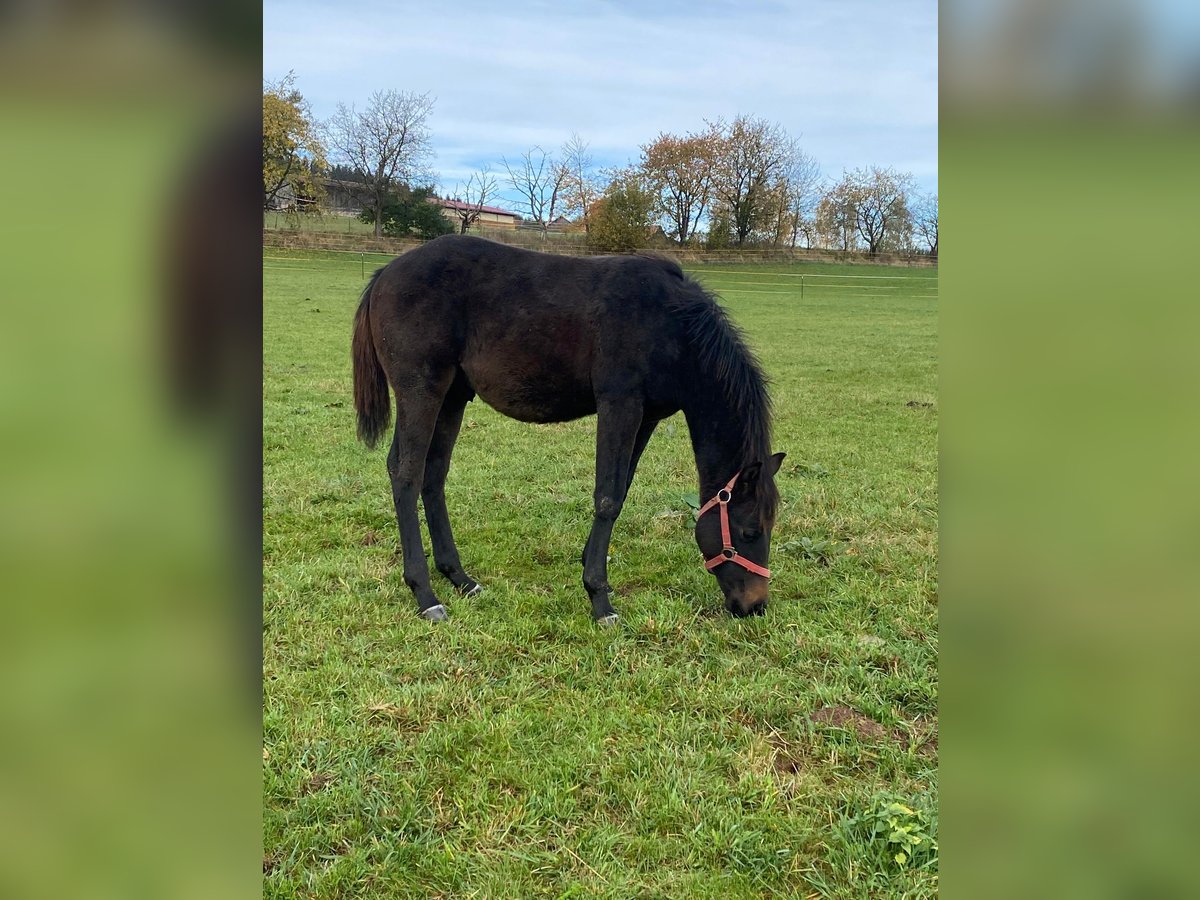 American Quarter Horse Ogier 1 Rok 148 cm Ciemnogniada in Erbendorf