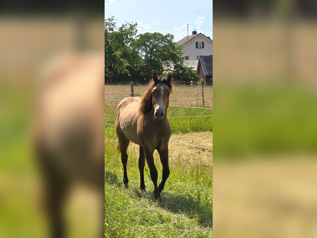 American Quarter Horse Ogier 1 Rok 148 cm Formy Brown Falb in Amorbach