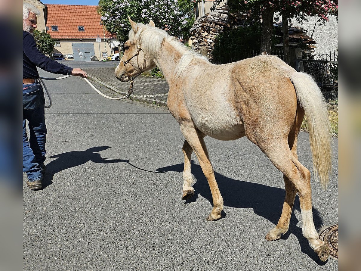 American Quarter Horse Ogier 1 Rok 148 cm Izabelowata in M&#xFC;glitztal