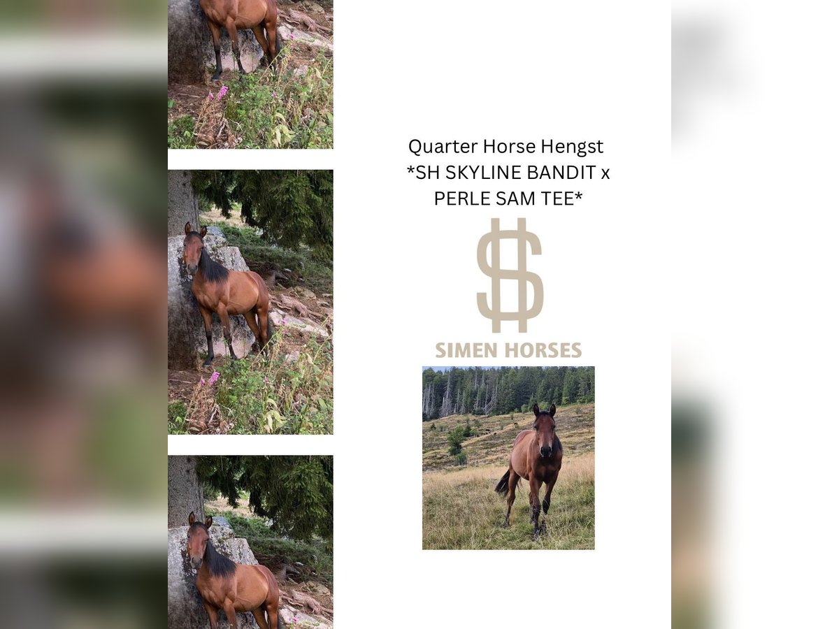 American Quarter Horse Ogier 1 Rok 150 cm Ciemnogniada in Steinen