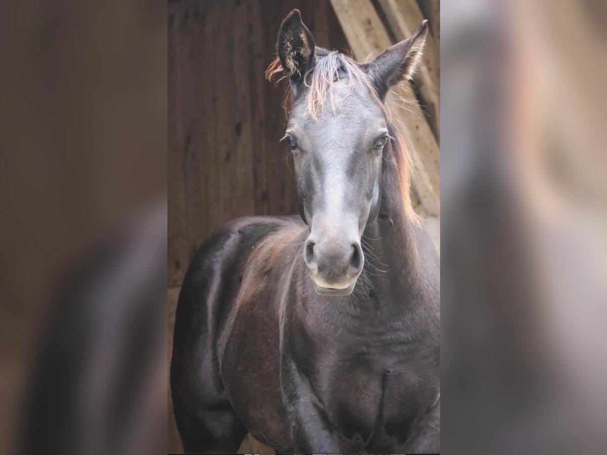 American Quarter Horse Ogier 1 Rok 151 cm Kara in Saarbrücken