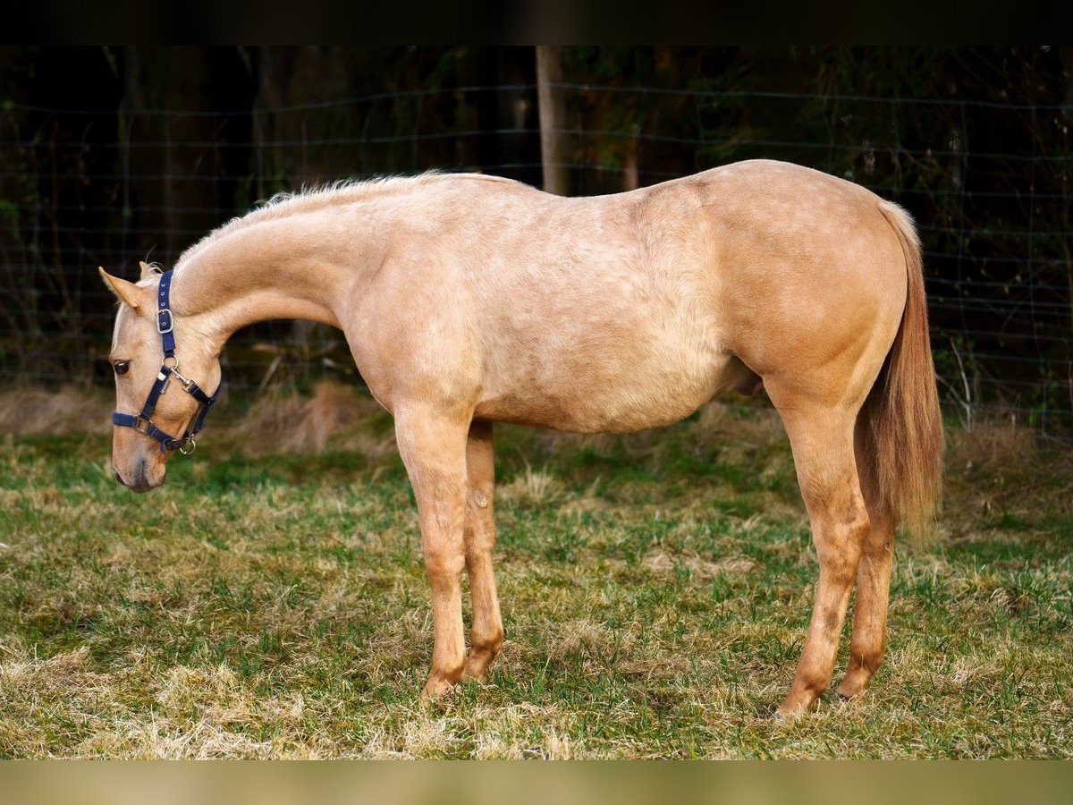 American Quarter Horse Ogier 1 Rok 152 cm Izabelowata in Clausthal-Zellerfeld