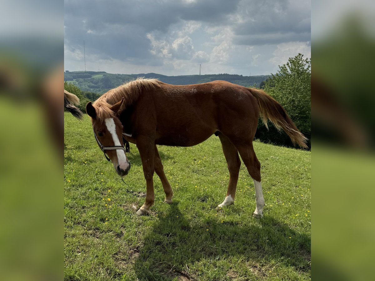 American Quarter Horse Ogier 1 Rok 154 cm Kasztanowata in Daleiden