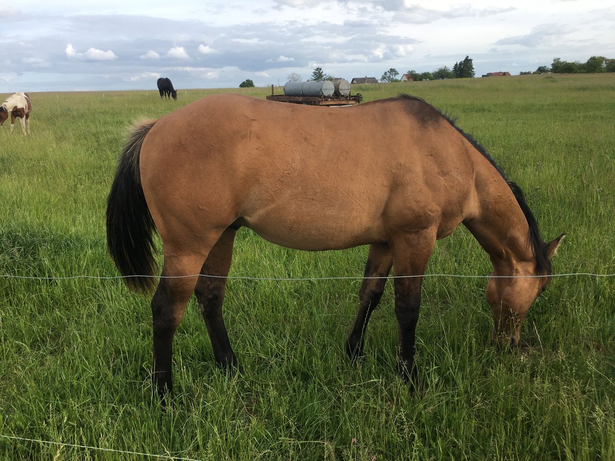American Quarter Horse Ogier 1 Rok 155 cm Gniada in Petit-R&#xE9;derching