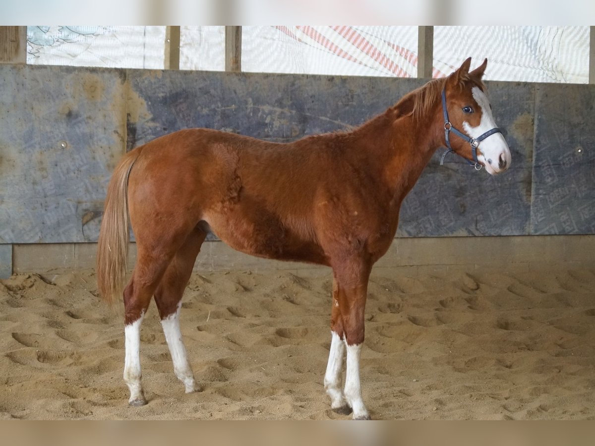 American Quarter Horse Ogier 1 Rok 156 cm Kasztanowata in Langenau