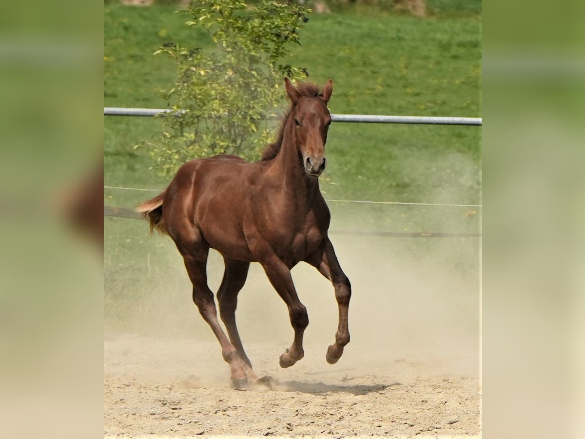 American Quarter Horse Ogier 1 Rok Ciemnokasztanowata in Biberach an der Riß