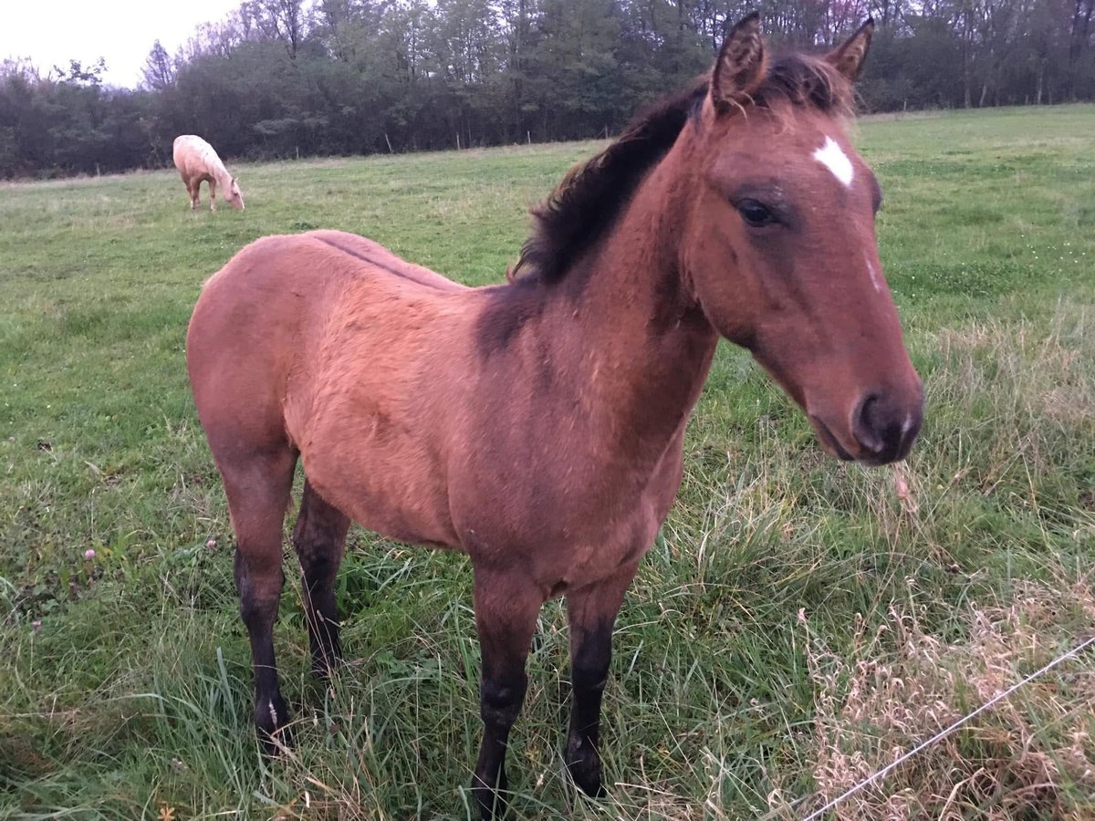 American Quarter Horse Ogier 1 Rok Formy Brown Falb in Petit-Réderching