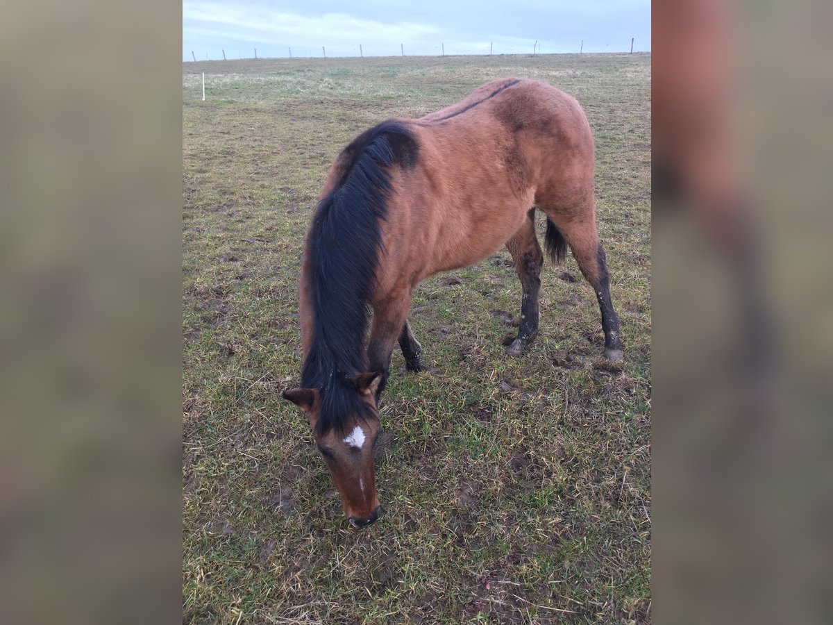 American Quarter Horse Ogier 1 Rok Formy Brown Falb in Petit-Réderching