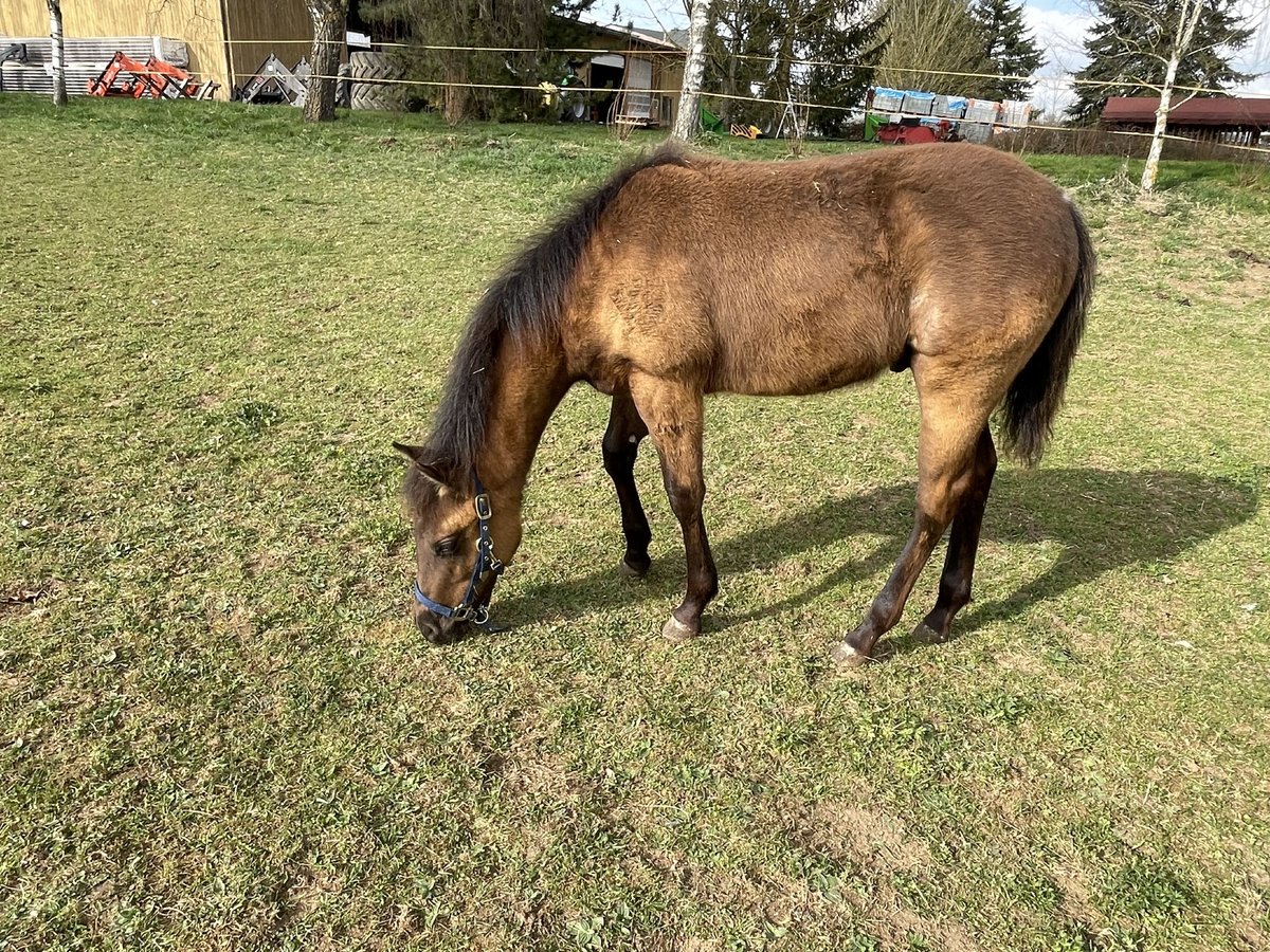 American Quarter Horse Ogier 1 Rok Gniada in Laichingen Suppingen