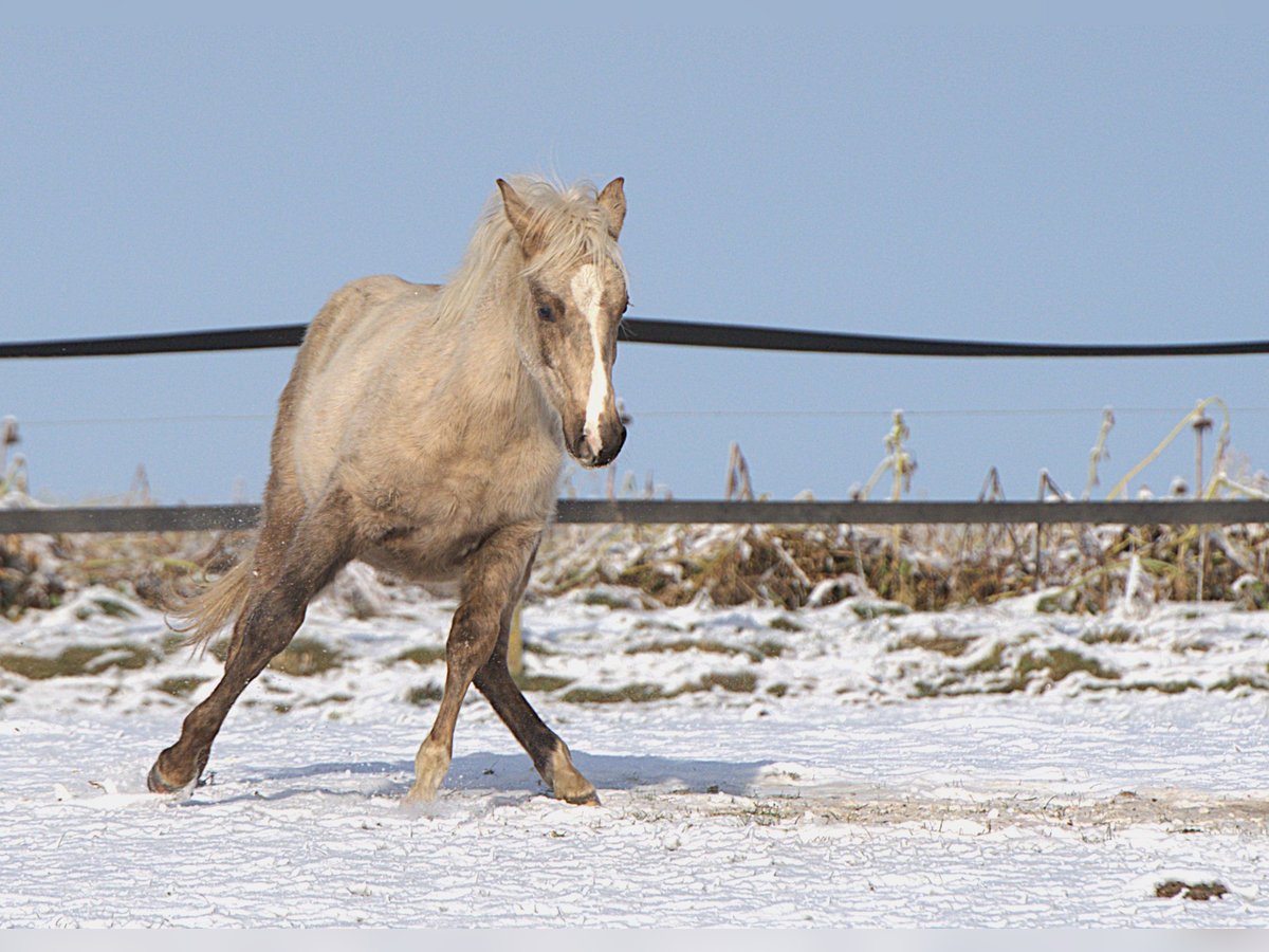 American Quarter Horse Ogier 1 Rok Izabelowata in Biberach an der Riß