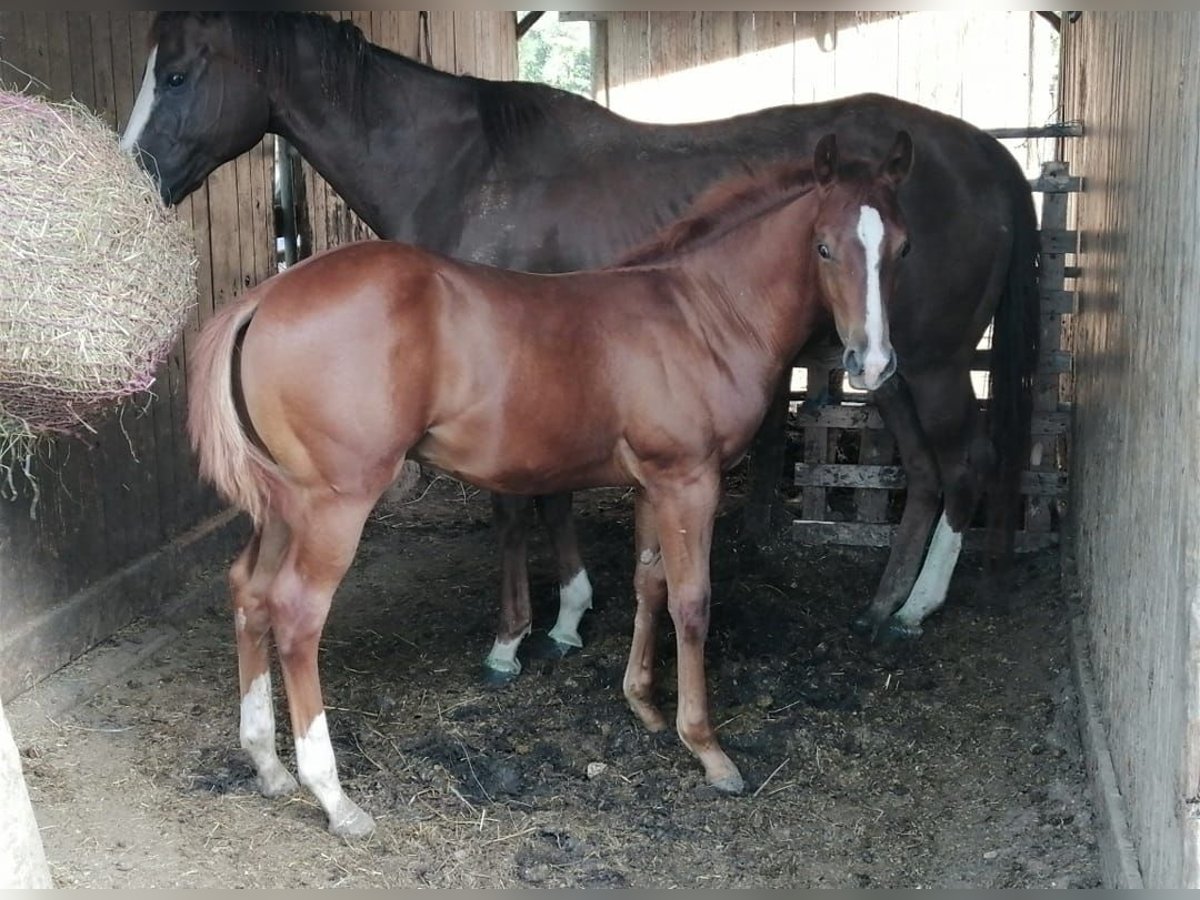 American Quarter Horse Ogier 1 Rok Kasztanowata in Godega Sant&#39;urbano