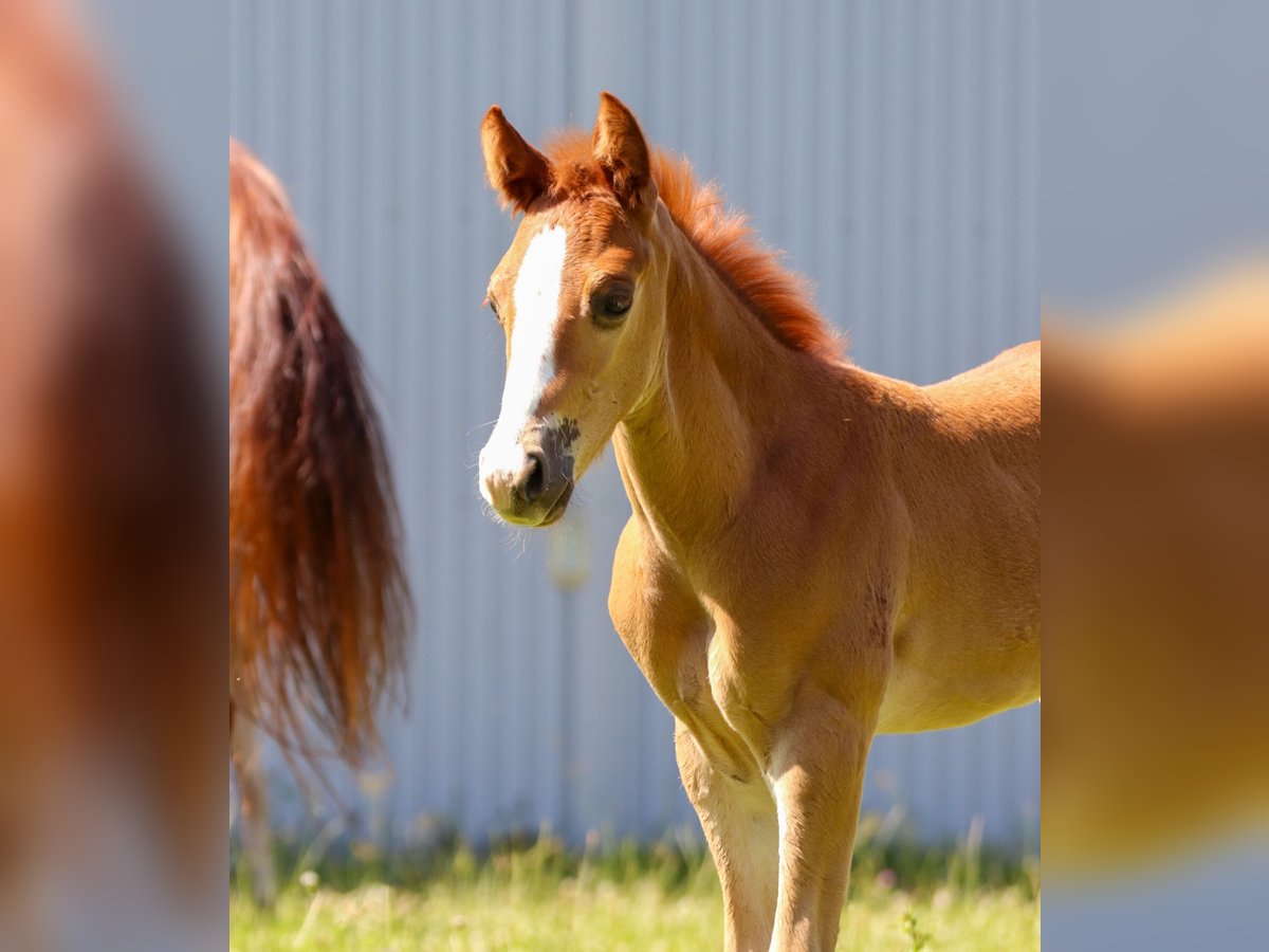 American Quarter Horse Ogier 1 Rok in Memmingen