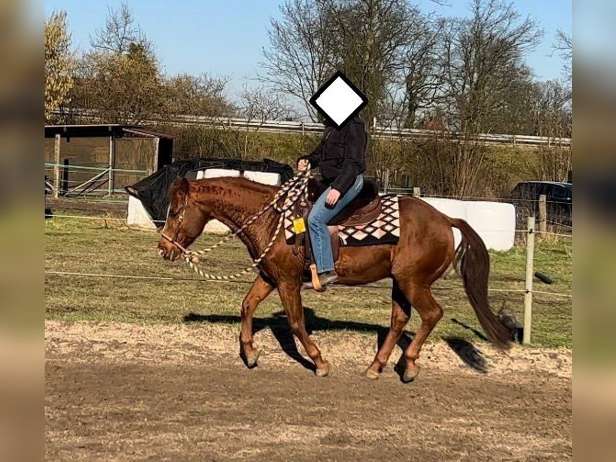 American Quarter Horse Ogier 20 lat 149 cm Kasztanowata in Haltern am See