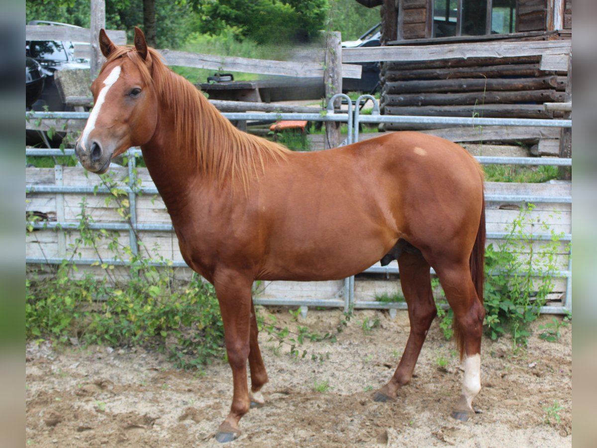 American Quarter Horse Ogier 2 lat 148 cm Kasztanowata in Gerolstein