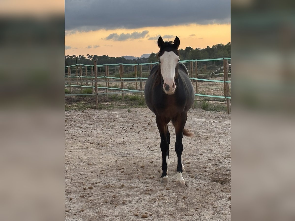 American Quarter Horse Ogier 2 lat 148 cm Skarogniada in Palma