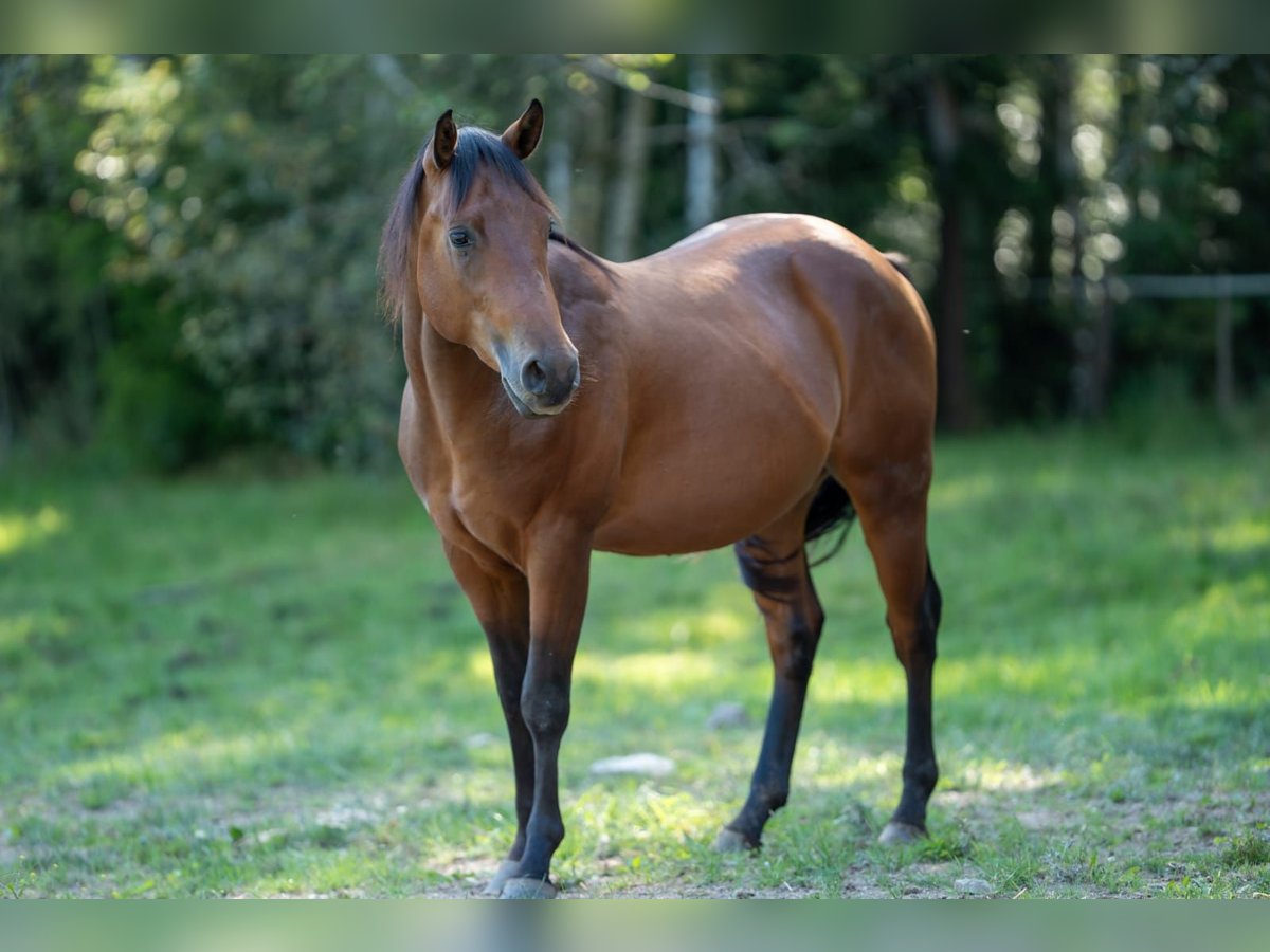 American Quarter Horse Ogier 2 lat 150 cm Gniada in Fichtelberg