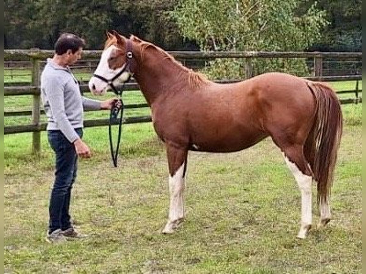 American Quarter Horse Ogier 2 lat Kasztanowata in Maarheeze