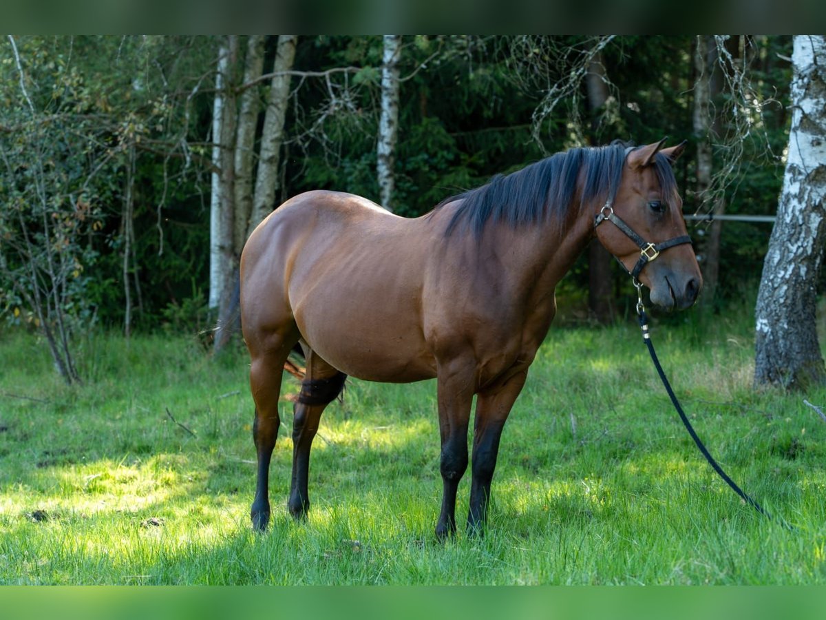 American Quarter Horse Ogier 3 lat 150 cm Gniada in Fichtelberg