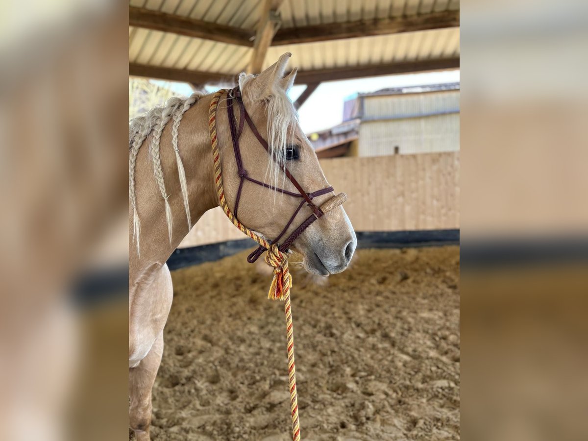 American Quarter Horse Ogier 3 lat 152 cm Izabelowata in Rheurdt