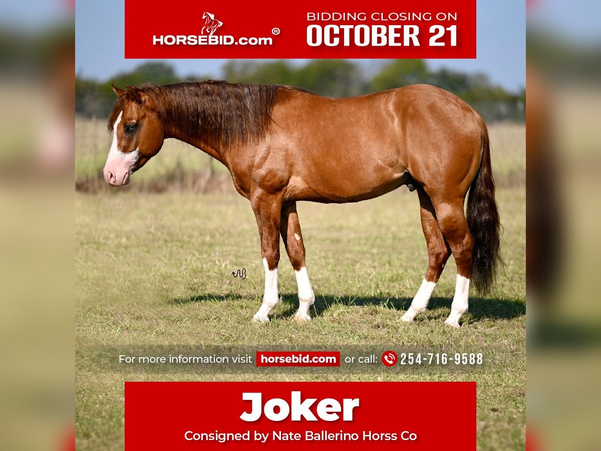 American Quarter Horse Ogier 4 lat 142 cm Bułana in Waco, TX