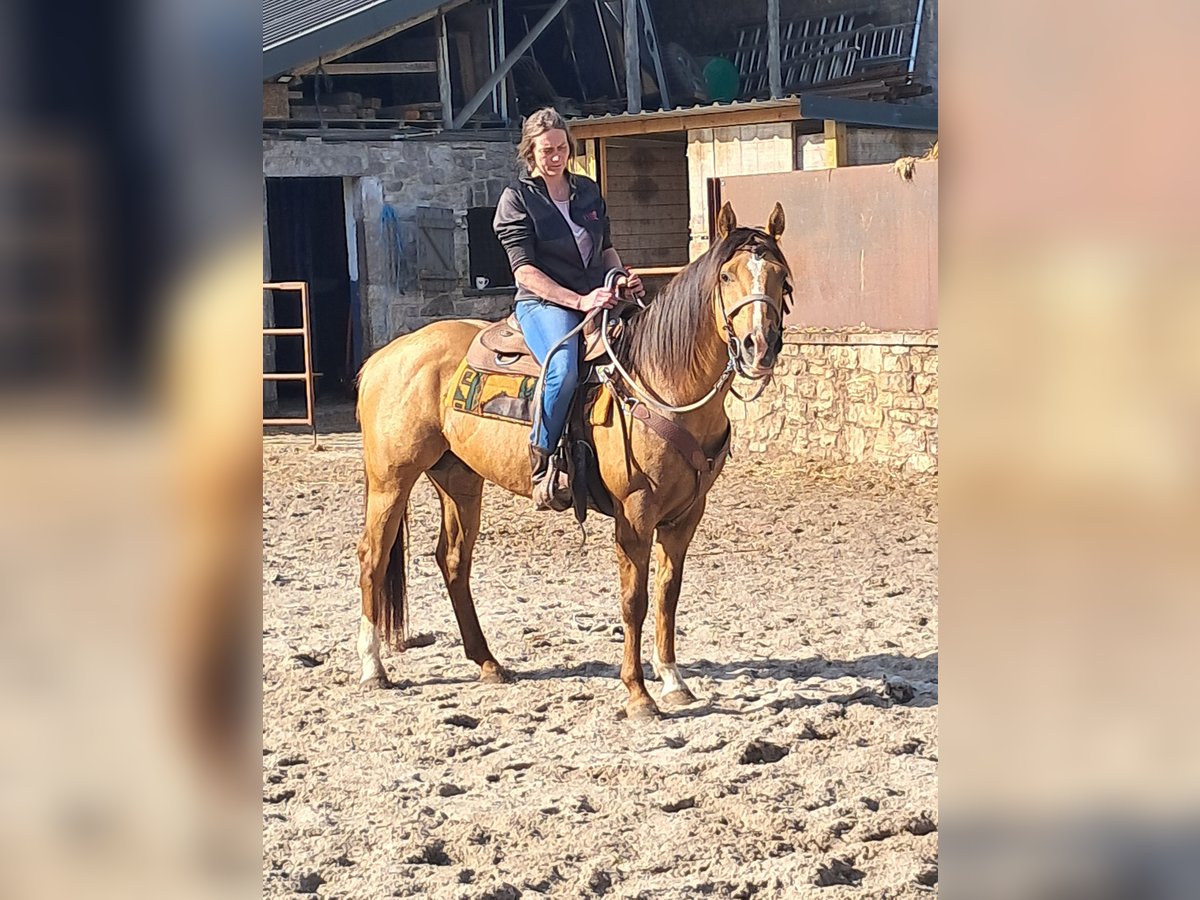 American Quarter Horse Ogier 6 lat 153 cm in Xhoris