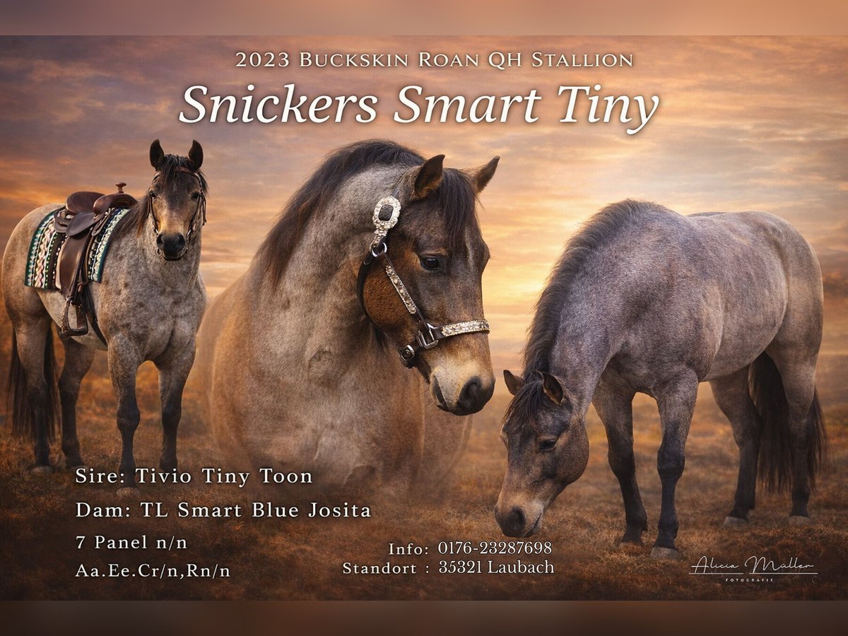 American Quarter Horse Ogier Jelenia in Laubach