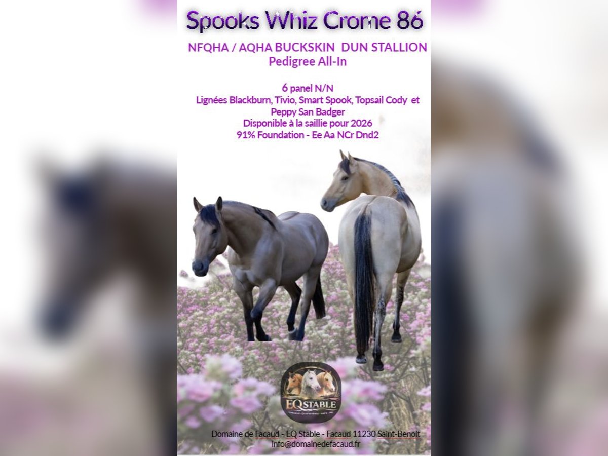 American Quarter Horse Ogier Jelenia in St Benoit