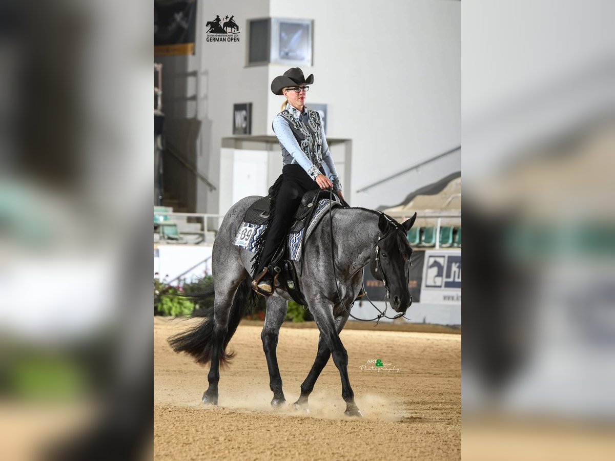 American Quarter Horse Ogier Karodereszowata in Gifhorn American Quarter Horse Ogier Karodereszowata in Gifhorn