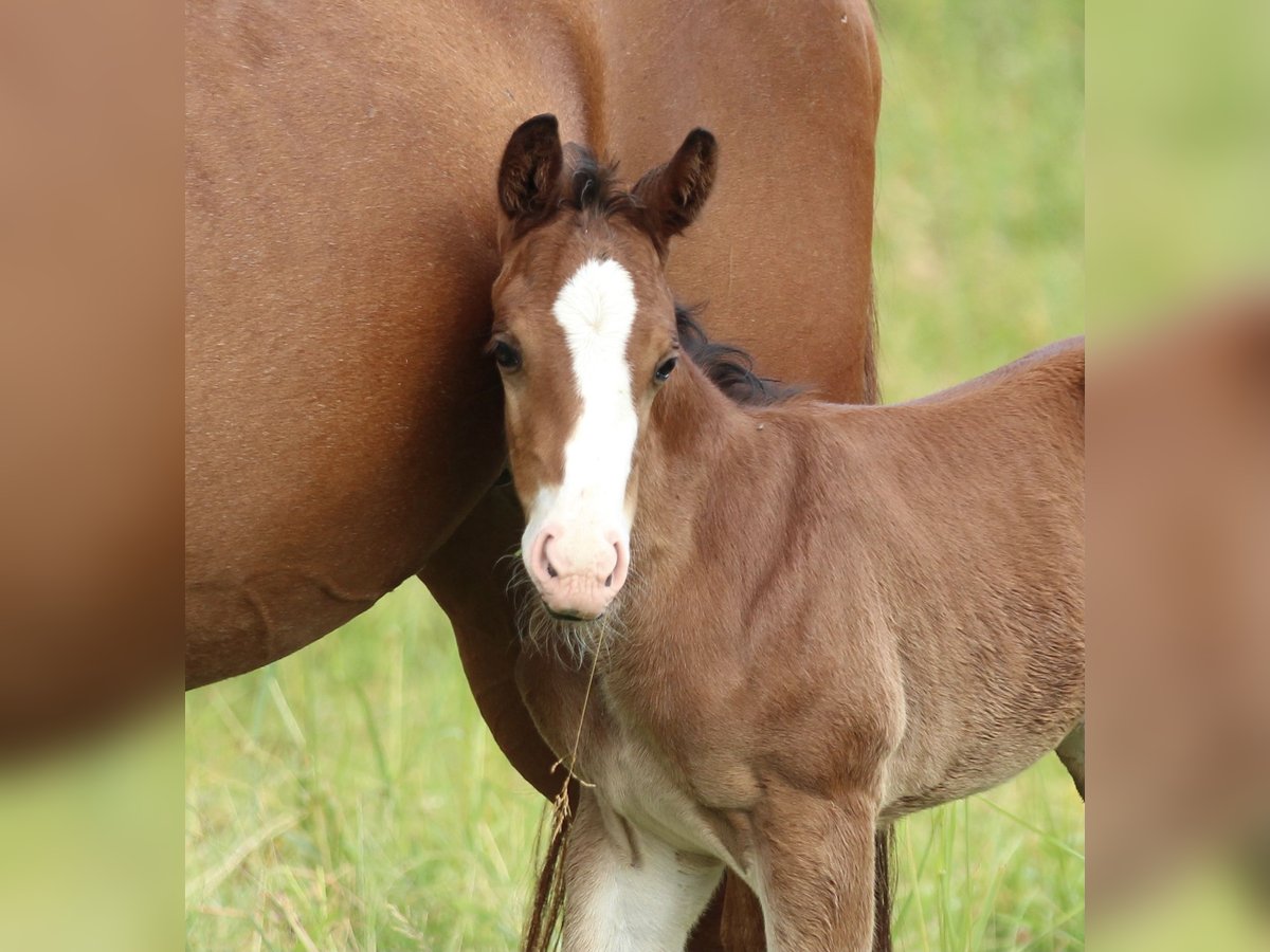 American Quarter Horse Ogier  150 cm Gniada in Waldshut-Tiengen