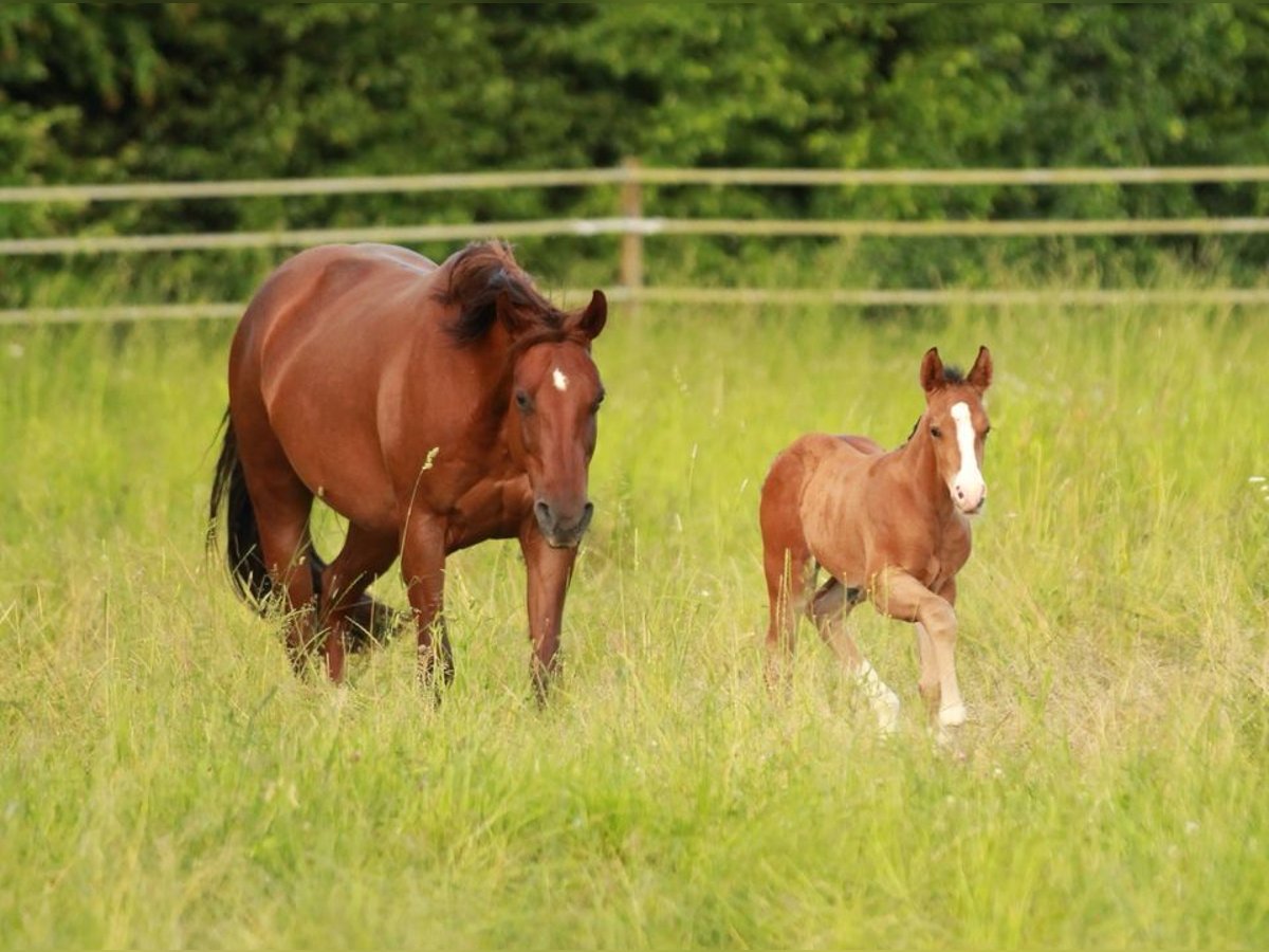 American Quarter Horse Ogier Źrebak (05/2024) 150 cm Gniada in Waldshut-Tiengen