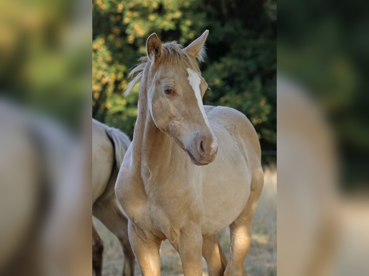 American Quarter Horse Ogier Źrebak (04/2026) 150 cm Szampańska in Rödinghausen