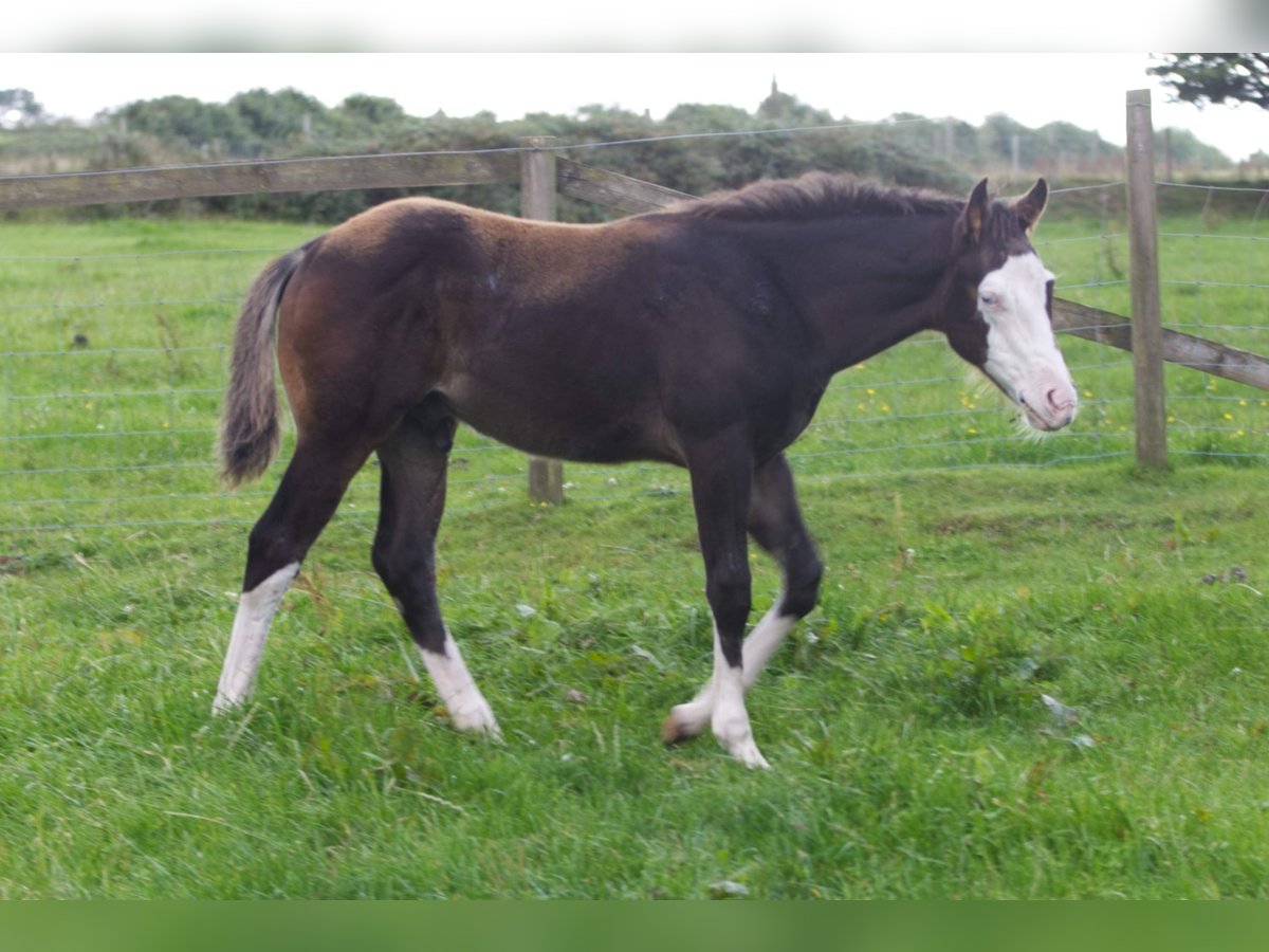 American Quarter Horse Ogier Źrebak (05/2024) 152 cm Gniada in Brecon