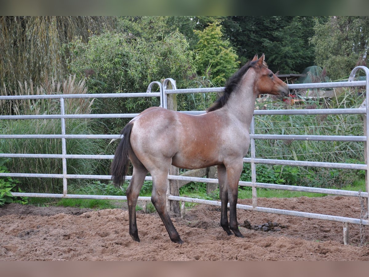 American Quarter Horse Ogier Źrebak (06/2024) 153 cm Gniadodereszowata in Bückeburg Evesen