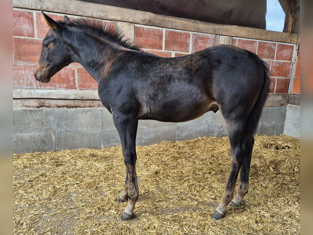 American Quarter Horse Ogier Źrebak (07/2025) 154 cm Skarogniada in M&#xFC;cke