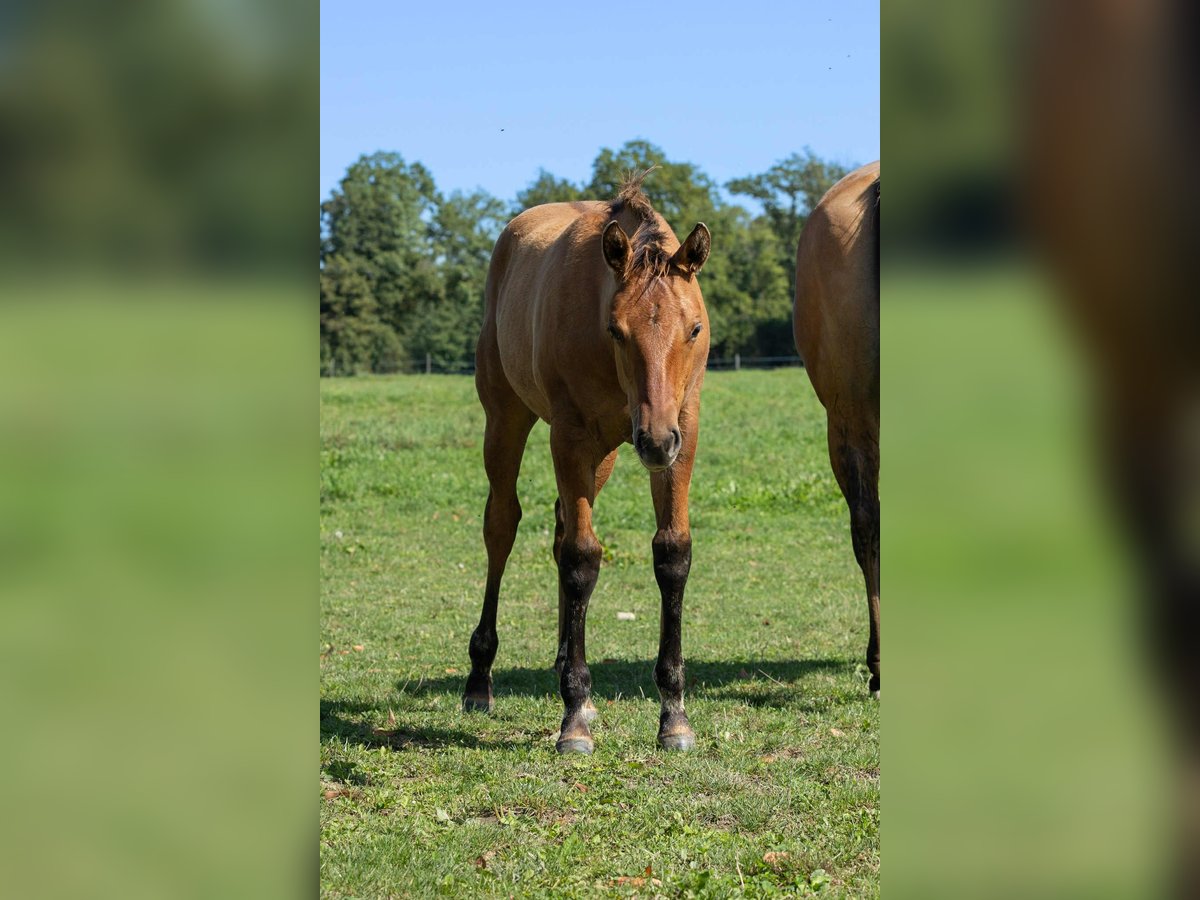 American Quarter Horse Ogier Źrebak (05/2025) 155 cm Bułana in Arnoldstein
