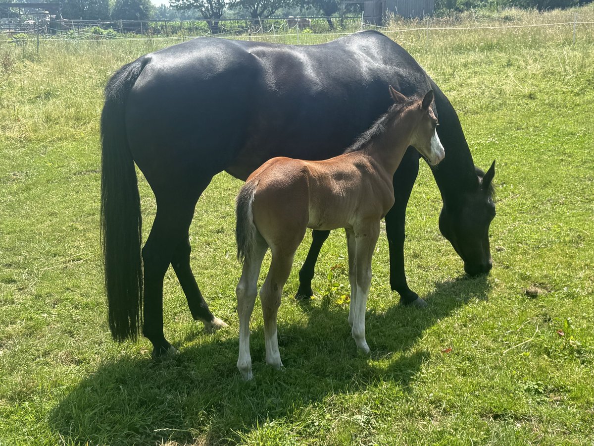 American Quarter Horse Ogier  155 cm Gniada in Mannheim