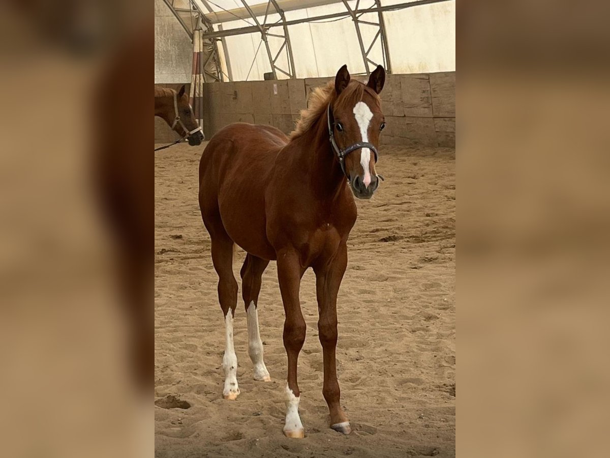 American Quarter Horse Ogier Źrebak (03/2025) 160 cm Kasztanowata in Kirchendemenreuth