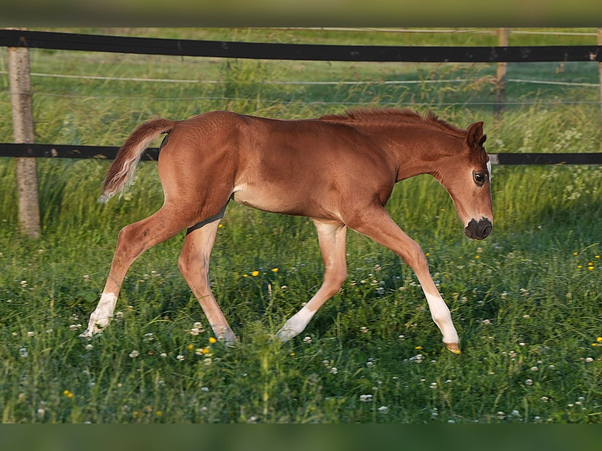 American Quarter Horse Ogier  Ciemnokasztanowata in Biberach an der Ri&#xDF;