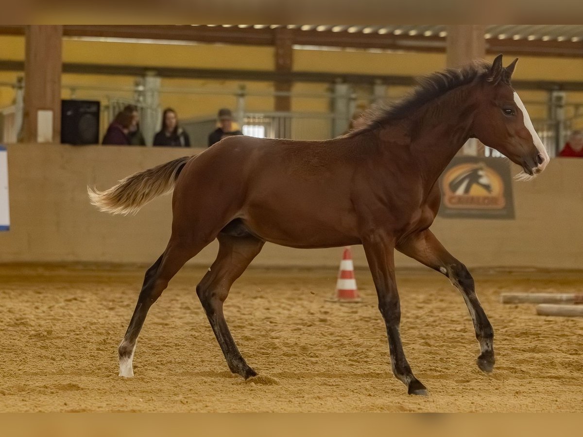 American Quarter Horse Ogier Źrebak (04/2025) Gniada in Laubach